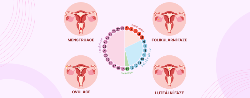 Fa╠üze menstruac╠îni╠üho cyklu